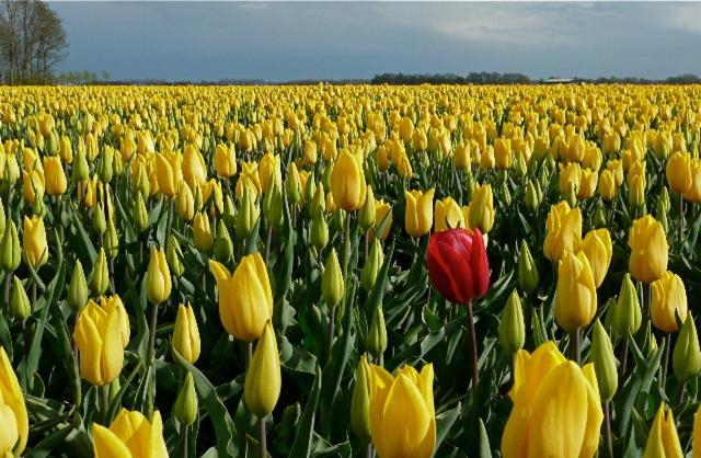 De Patrijs Villa Oudemirdum ภายนอก รูปภาพ