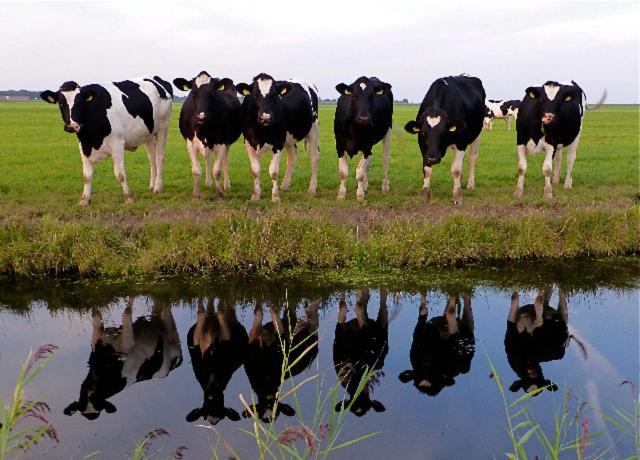 De Patrijs Villa Oudemirdum ภายนอก รูปภาพ